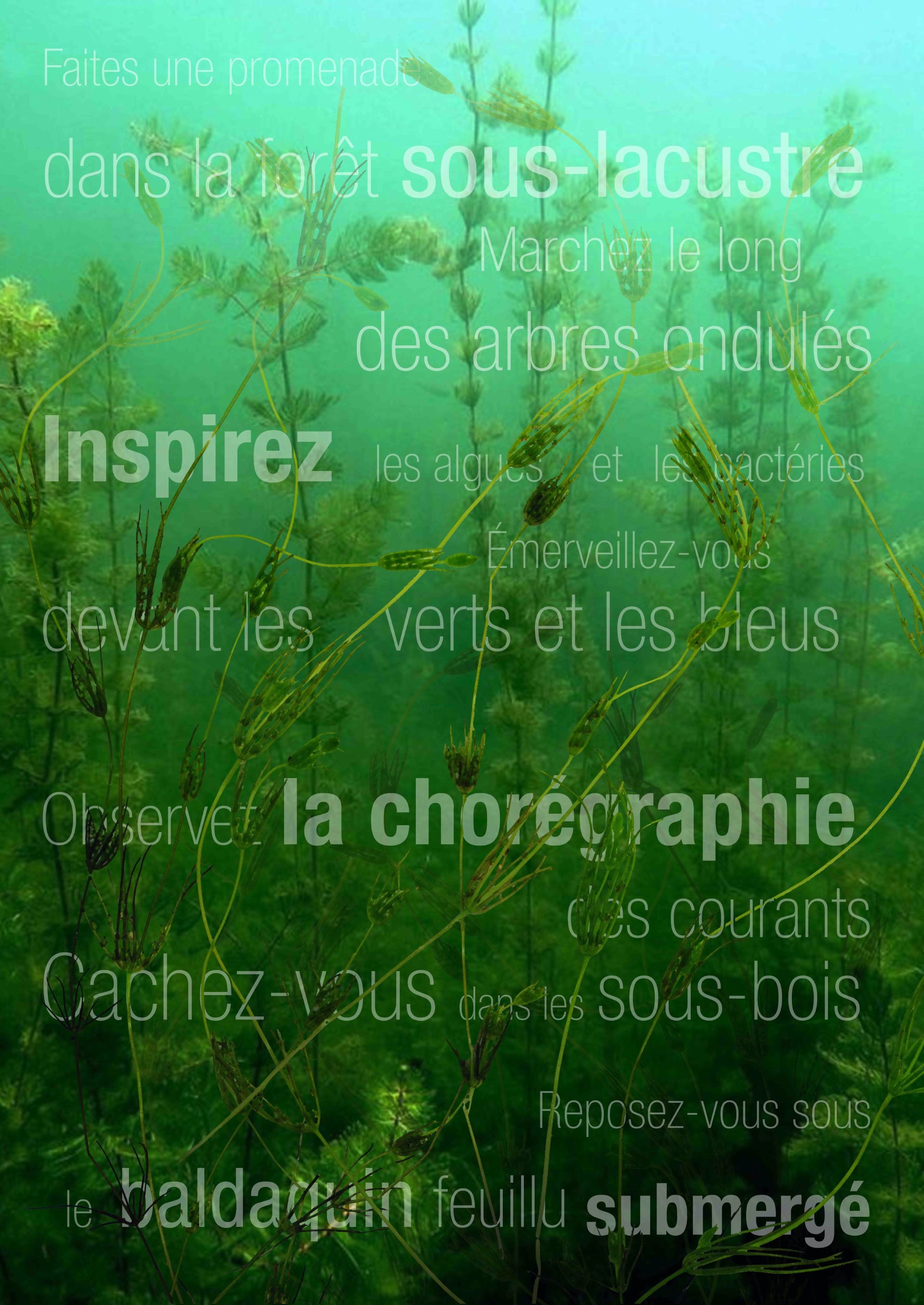 Sous-bois. Forestal Stories from Underwater
